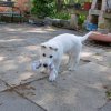 Betty als Welpe